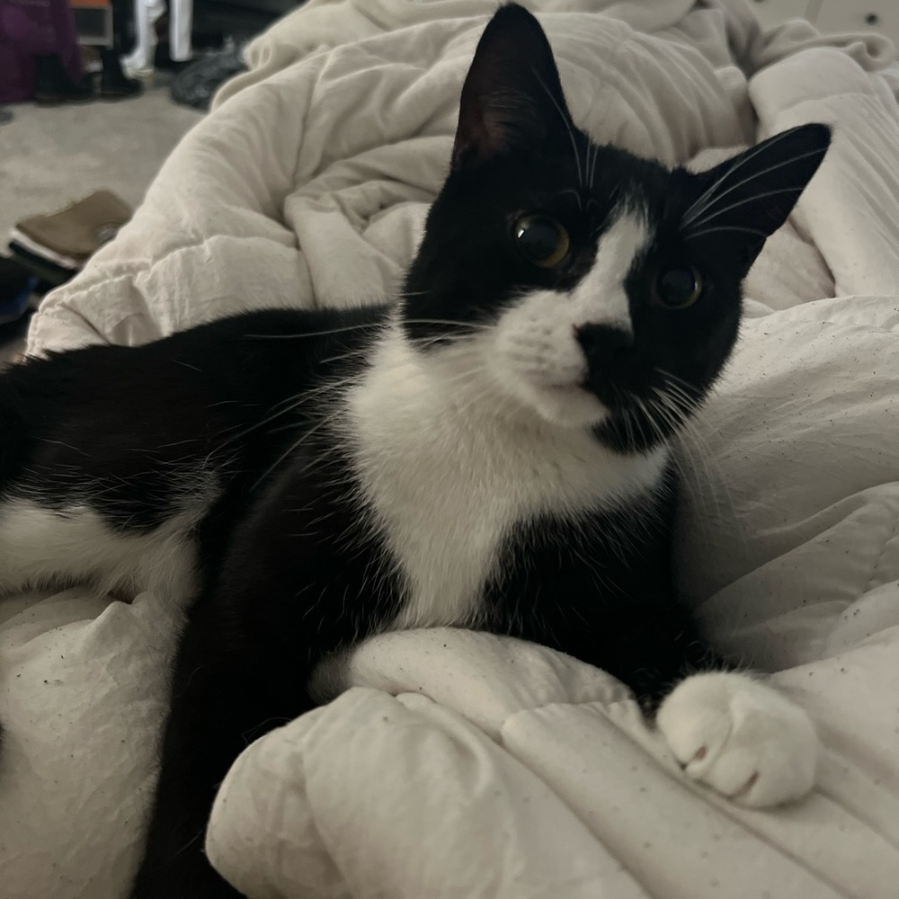 Meet your Posher, Kendall